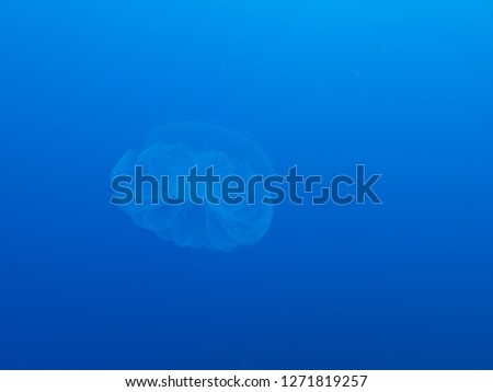 Jelly fish floating