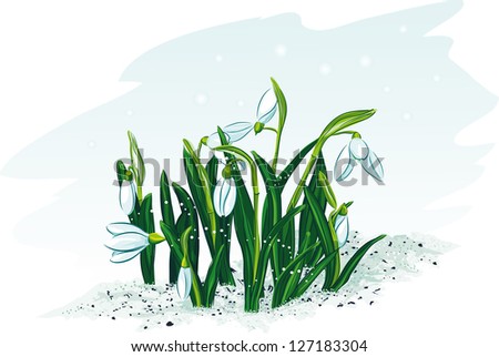 Spring flowers snowdrops. Vector illustration.