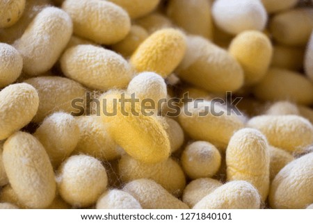 Closed up of group yellow cocoon of silk worm background