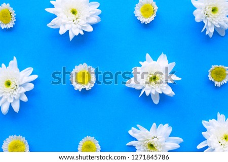 Composition of white yellow flowers. Chrysanthemums on blue paper background