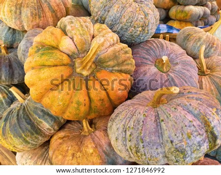 Big Pumpkin. Fruit market in Thailand. Farm products.