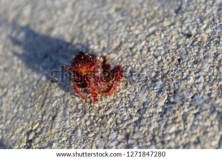 Florida OrbWeaver Red Spider - Eriophora ravilla