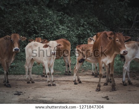 Black and brown cow standing together in the field