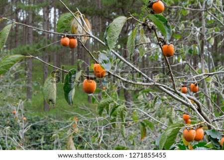 Ripe persimmons fruit on the tree, photo use for advertising, design, trade and more