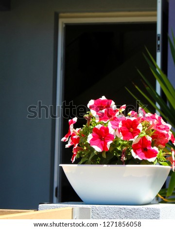 Cheerful  single red  and white striped flowers of  annual  petunias family Solanaceae blooming in a massed garden white saucer pot in early summer are colorful and decorative for many months.