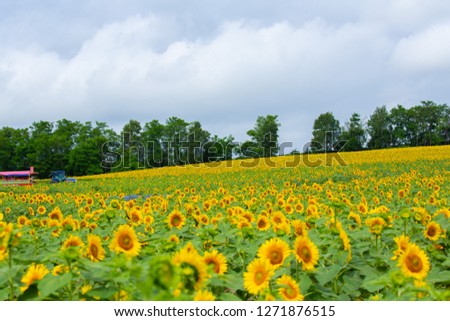 Sunflower field of Hokkaido