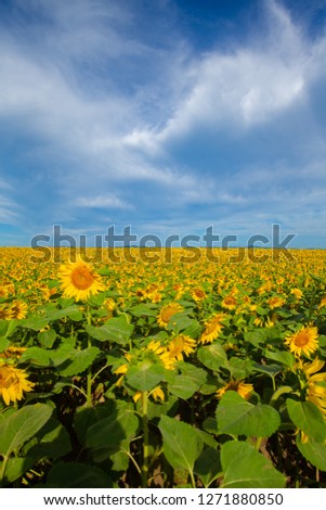 Sunflower field of Hokkaido
