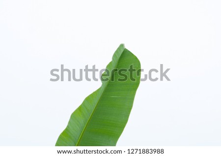 Isolate the banana leaf on white background.