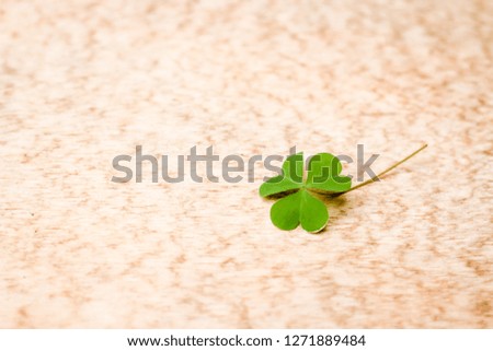 Isolated Single Leaf Clover on a Wooden Background