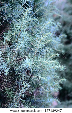 juniper close-up