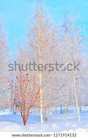 Trees in winter, covered with snow and frost