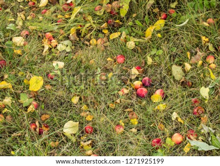 Large harvest of apples, ripe apples fell from the tree and lie in the grass, autumn background