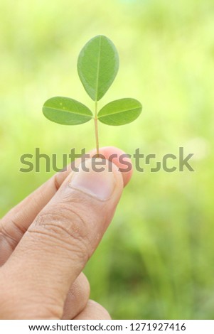 3 leaves in hand