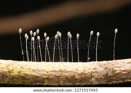 mushrooms on tree branches