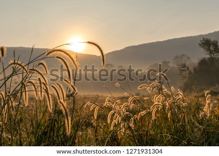 Beautiful nature sunrise silhouette flower grass savannah meadow background landscape mountain Thailand