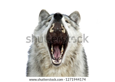 Face of a white wolf ; Wolf yawning
