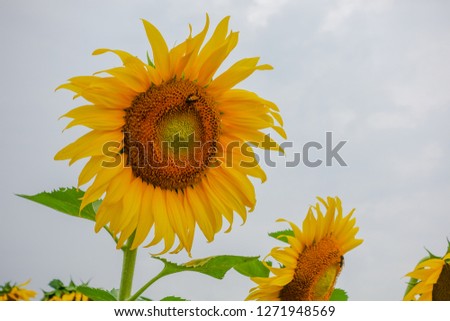 Sunflower in farm 