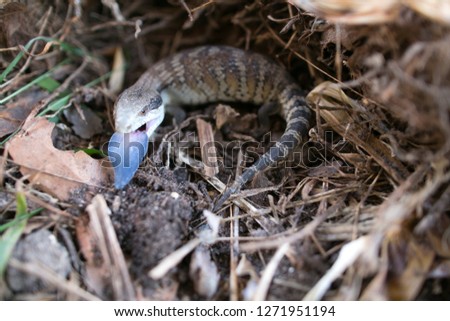 Closeup picture of baby aggressive blue tongue lizard Australia native wildlife animals reptiles hiding under shelter 
during hibernate at the winter month among leaf litter on the ground