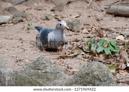 The little pigeon is looking for food to eat in the jungle.