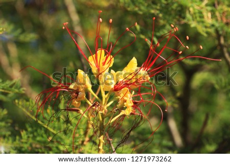 Beautiful yellow flower with long red stamens, Caesalpinia pulcherrima,  selective focus.