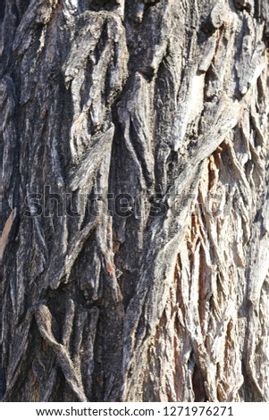 Close up view of bark of Maclura pomifera tree, commonly known as the Osage orange, in the family Moraceae. Dark mature surface deeply furrowed and scaly. Abstract design with crossing grey lines.