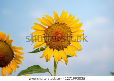 Close up Sunflowers in the fields during sunrise in Thailand