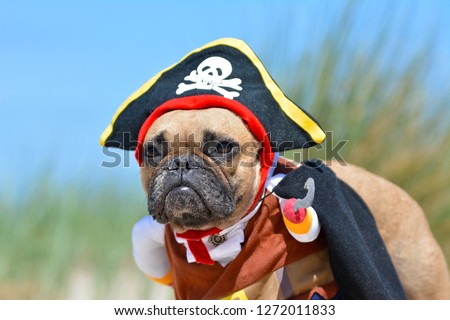 Funny fawn French Bulldog dog girl dressed up in pirate costume with hat and hook