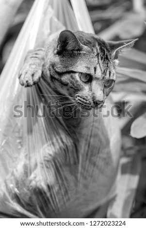 Beautiful gray tabby cat is inside a plastic bag and looking away, close up. Black and white