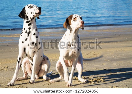 dalmata breed dogs on the beach
