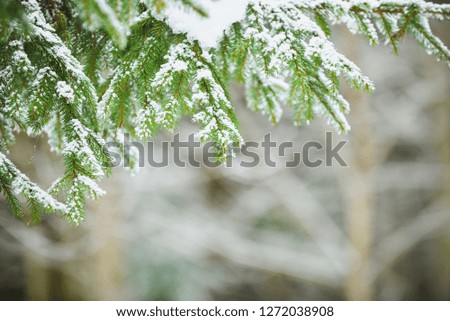 Forest in the frost. Winter landscape. Snow covered trees. Free space for text