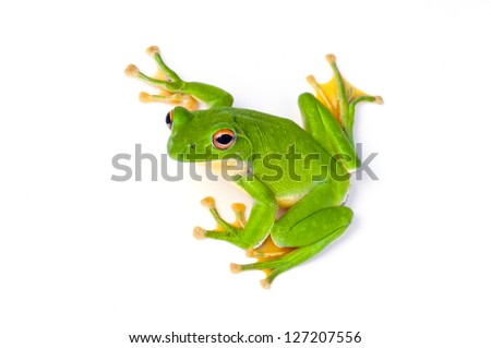 frog, Royalty-Free Stock Photo #127207556
