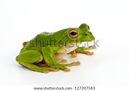 frog, Royalty-Free Stock Photo #127207583
