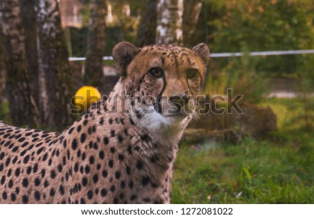 Cheetah portrait photo.