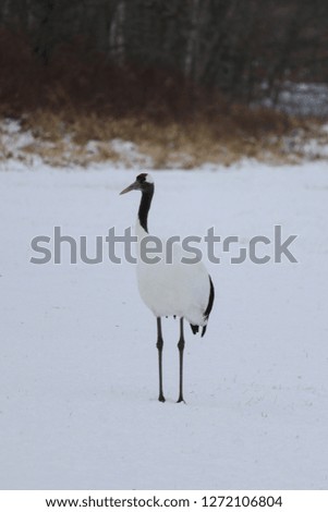 Red-crowned crane bird from Kushiro, Hokkaido in winter season