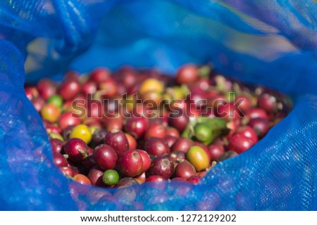 The coffee is ripe, red in the bag, for the coffee background.