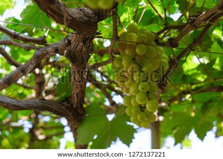 Grapes. Close up of ripe green grapes branch with grape leaves on vineyard background. Phan Rang, Vietnam  