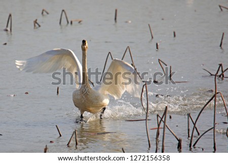 a beautiful scene with a flying swan