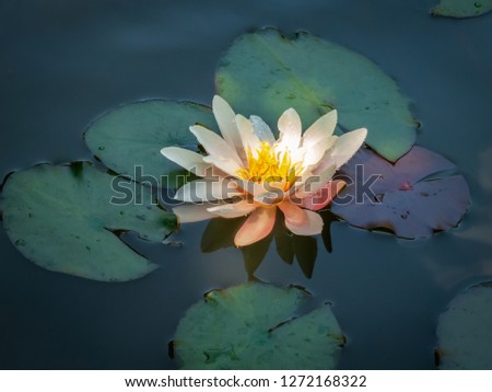 Beautiful delicate bright water lily or lotus flower Marliacea Rosea is reflected in the blue mirror of the pond. Selective focus. Nature concept for design