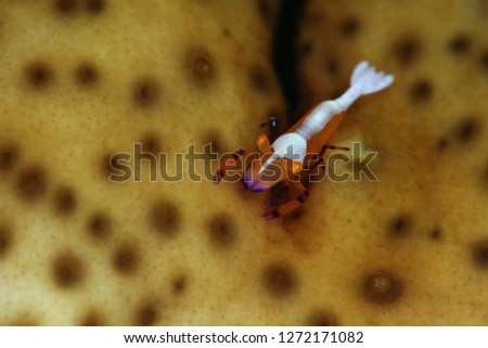 Emperor shrimp / Zenopontonia rex (Periclimenes imperator).  Picture was taken near Island Bangka in North Sulawesi, Indonesia