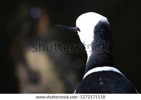 portrait of a bird Back style Water Bird White-headed Stilt	