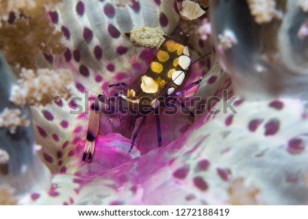 A Snow-capped Anemone Shrimp - Five-spot Anemone Shrimp (Periclimenes Brevicarpalis) sitting in its anemone facing the camera. The body is almost transparent, with some white spots. 