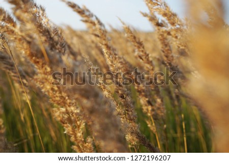   field grass ears background                             