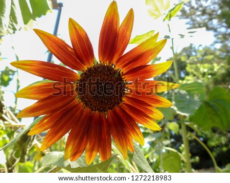 Beautiful sunflower in full bloom in the botanic garden in Brisbane Australia