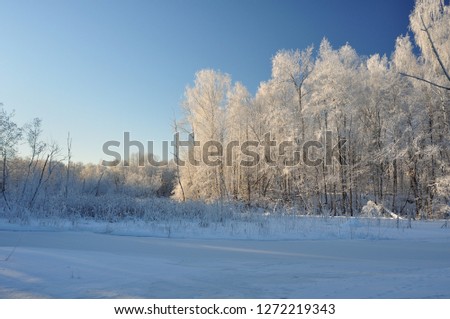 Winter forest in the Noth of Russia