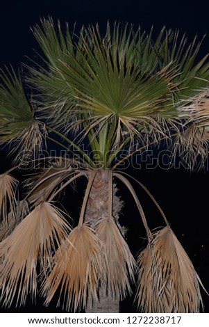 Palm leaves on the island Tenerife, Spain