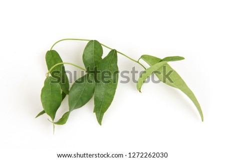 Tiliacora triandra,green leaves have medicinal properties.