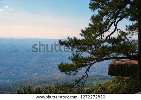 Picture of a cliff-side view of a pine tree, and a rock outstretched