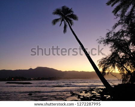Palm trees form silhouettes at sunset on Oahu's North Shore, Hawaii.