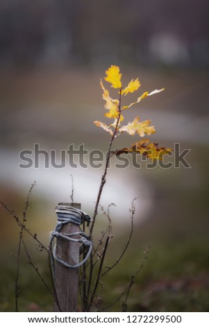Autumn cloudy day. A small oak tree sprout with a prop - stick on the rope. Soft defocus. Picture taken in Ukraine, Kiev region. Color image