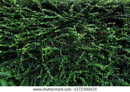 Wall of  vegetation green color or jungle plants wall , beautiful decorate backdrop of green leaves